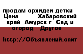 продам орхидеи детки › Цена ­ 500 - Хабаровский край, Амурск г. Сад и огород » Другое   